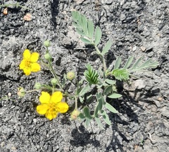 Sibbaldianthe bifurca