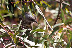 Anthochaera chrysoptera