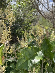 Brachyglottis repanda