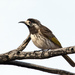 White-fronted Honeyeater - Photo (c) Peter Jacobs, some rights reserved (CC BY-SA)