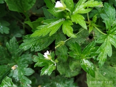 Geranium sibiricum