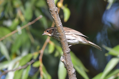 Emberiza pusilla