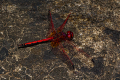 Trithemis arteriosa