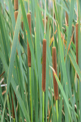Typha capensis