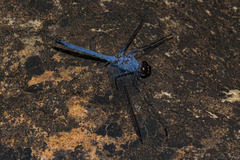 Trithemis