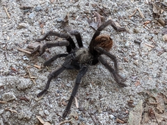 Aphonopelma eutylenum