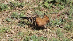 Upupa epops africana