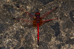 Trithemis arteriosa