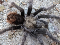 Aphonopelma eutylenum