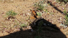 Upupa epops africana