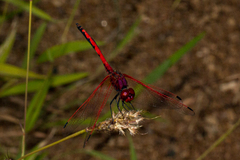 Trithemis arteriosa