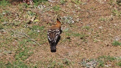 Upupa epops africana