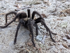 Aphonopelma eutylenum