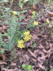 Pimelea flava
