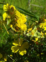 Hibbertia exutiacies