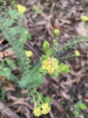 Pimelea flava