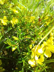 Hibbertia exutiacies