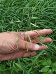 Bromus inermis