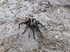 Aphonopelma eutylenum