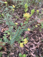 Pimelea flava