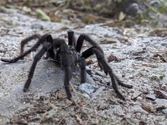 Aphonopelma eutylenum