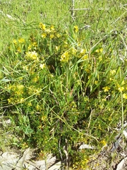 Hibbertia exutiacies
