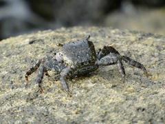 Metopograpsus thukuhar