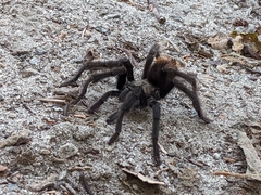 Aphonopelma eutylenum