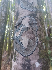 Fuscopannaria leucosticta