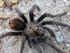 Aphonopelma eutylenum