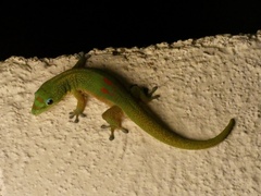 Phelsuma laticauda