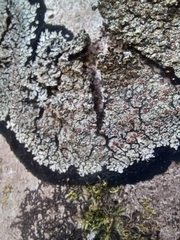 Fuscopannaria leucosticta