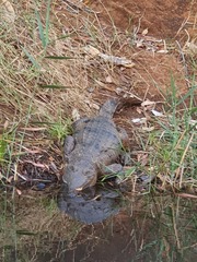 Crocodylus johnstoni