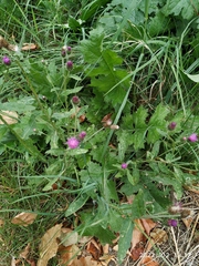 Carduus crispus