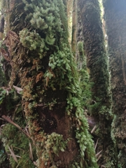 Pyrrhobryum spiniforme