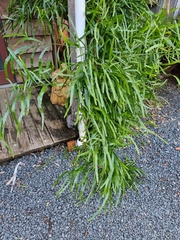 Muehlenbeckia platyclada