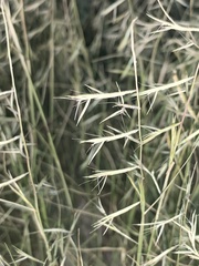 Bouteloua aristidoides