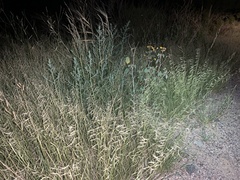 Bouteloua aristidoides