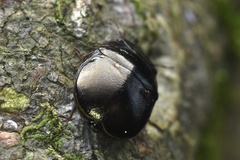 Brachyplatys punctipes