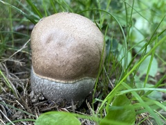 Leccinum duriusculum