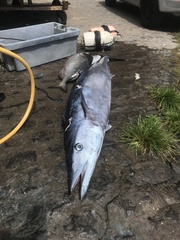 Acanthocybium solandri