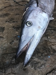 Acanthocybium solandri