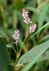 Persicaria madagascariensis