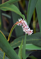 Persicaria madagascariensis