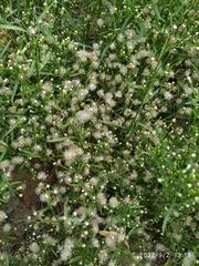 Erigeron canadensis