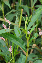 Persicaria madagascariensis