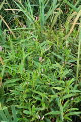 Persicaria madagascariensis