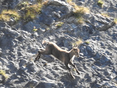 Capra ibex