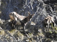Capra ibex
