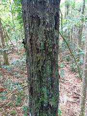 Diospyros pentamera